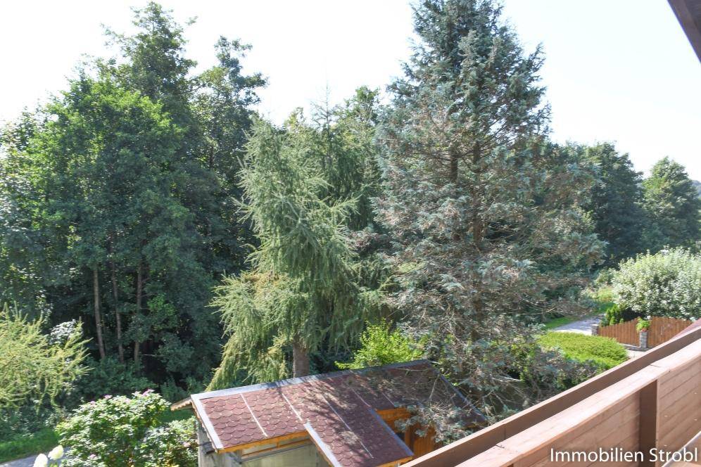 Blick von einem Balkon auf üppige, alte Bäume und grüne Natur.