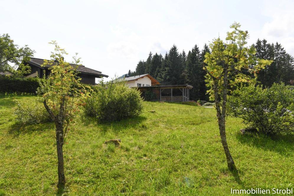 Grüne Hanglage mit jungen Bäumen und Blick auf die umliegende Waldlandschaft.