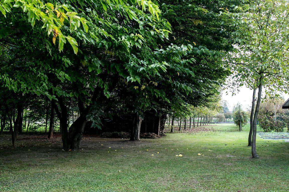 Üppiger Baumbestand und eine weitläufige Rasenfläche, die einen natürlichen und ruhigen Gartenbereich bilden.