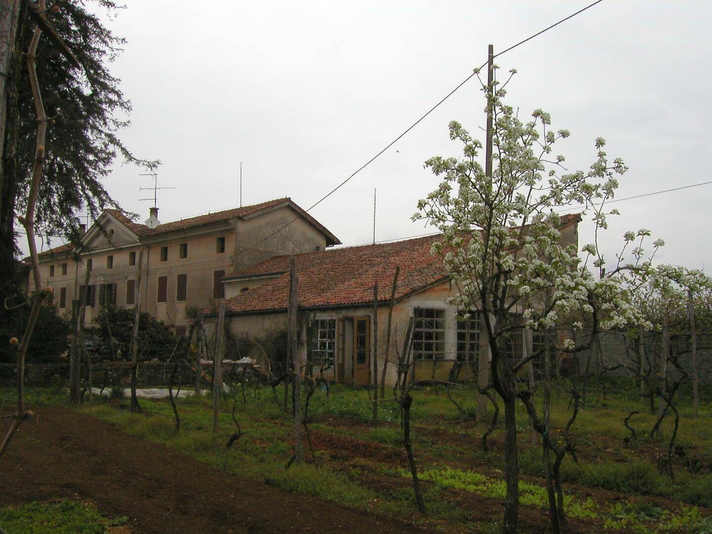 Historisches Gebäude mit einem blühenden Baum und einem Weinberg im Vordergrund unter bewölktem Himmel.