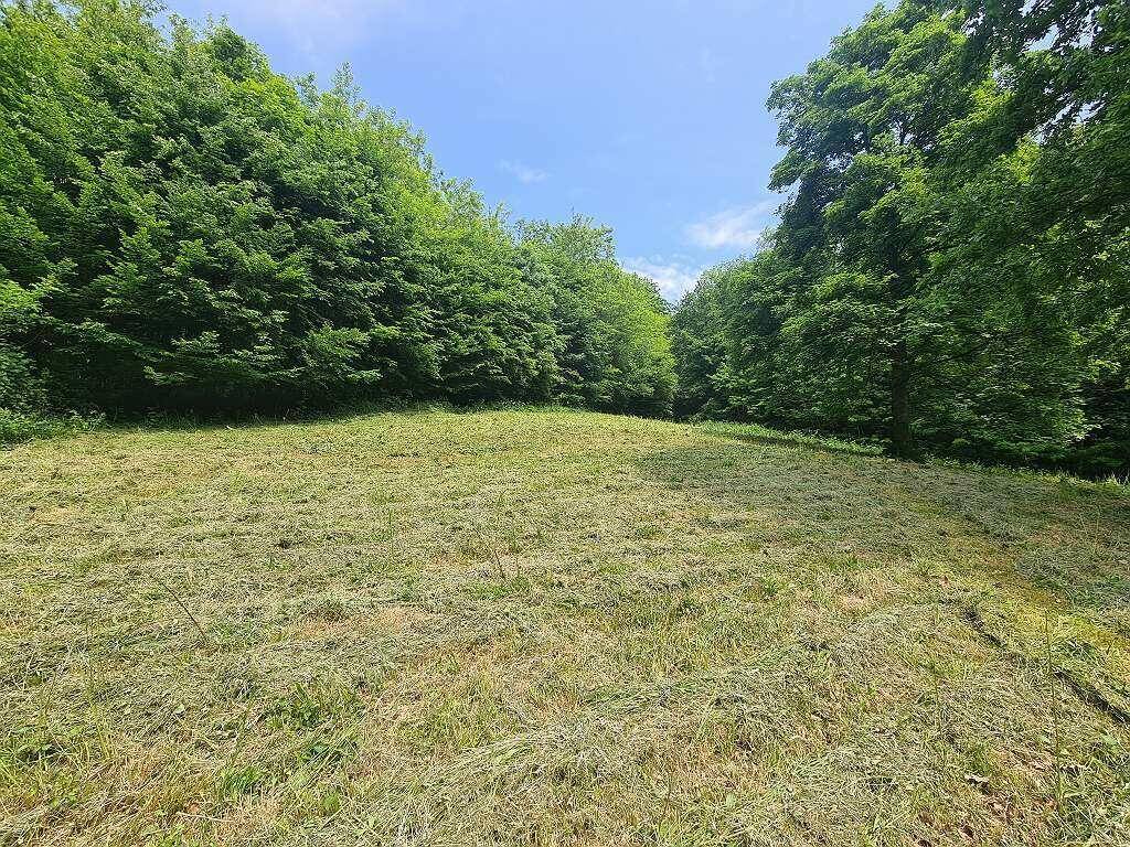 Gepflegte Rasenfläche umgeben von dichtem Grün und hohen Bäumen unter blauem Himmel.