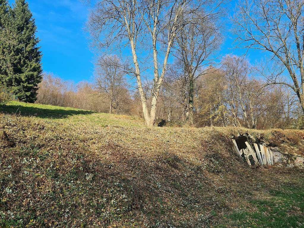 Hanglage mit trockenem Gras, kahlen Bäumen und einer kleinen Erdhöhle am Waldrand.