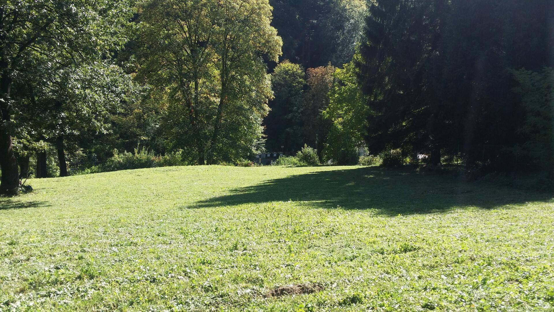Sonnige Wiese mit Schattenwurf von hohen Bäumen und Blick auf den Waldrand.