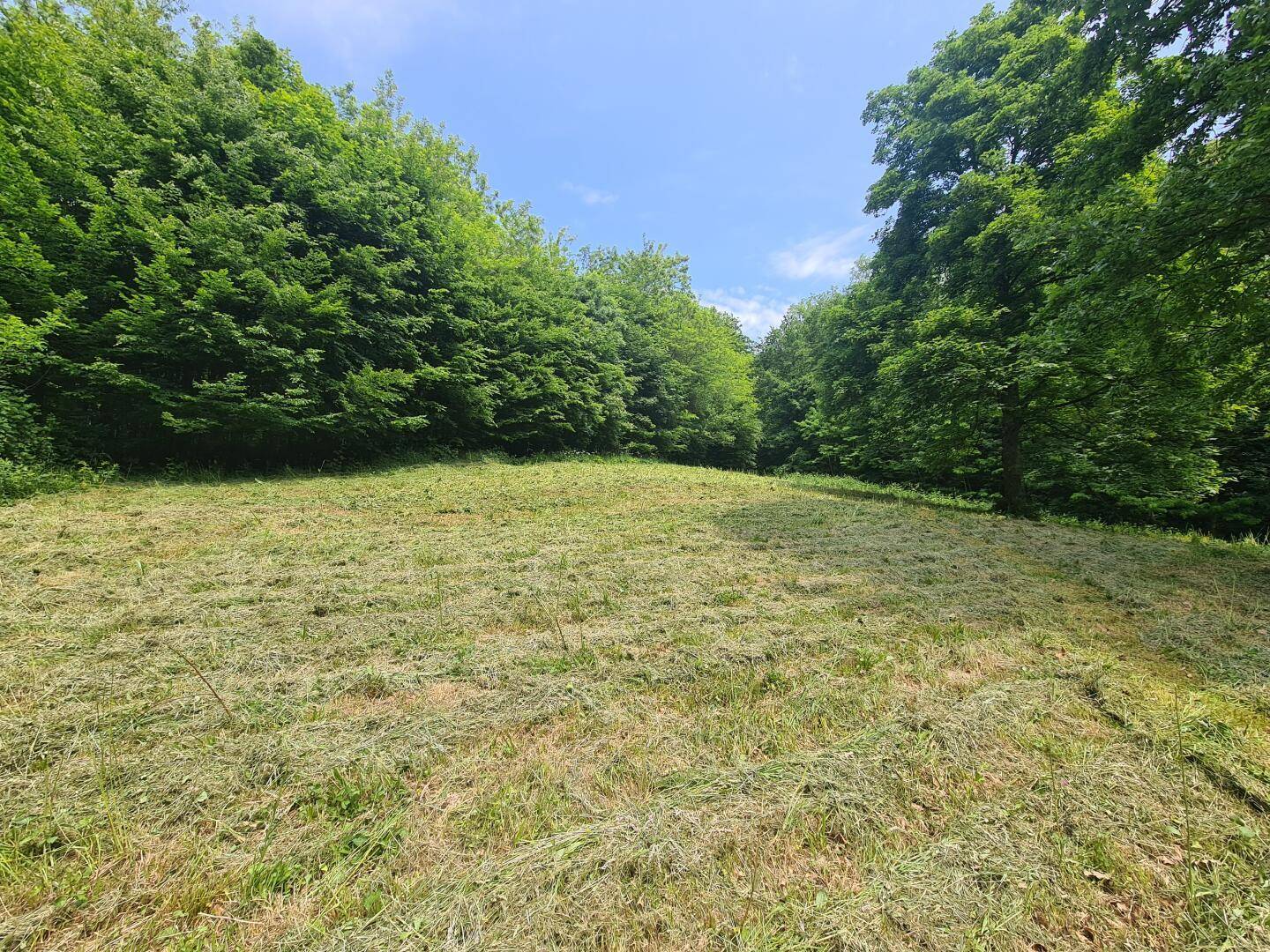 Frisch gemähte Wiese umgeben von dichtem Wald unter blauem Himmel.