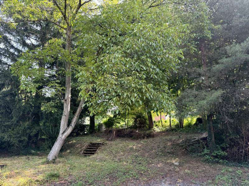 Naturbelassener Gartenbereich mit altem Baumbestand und einer Steintreppe, die einen Hang hinaufführt.