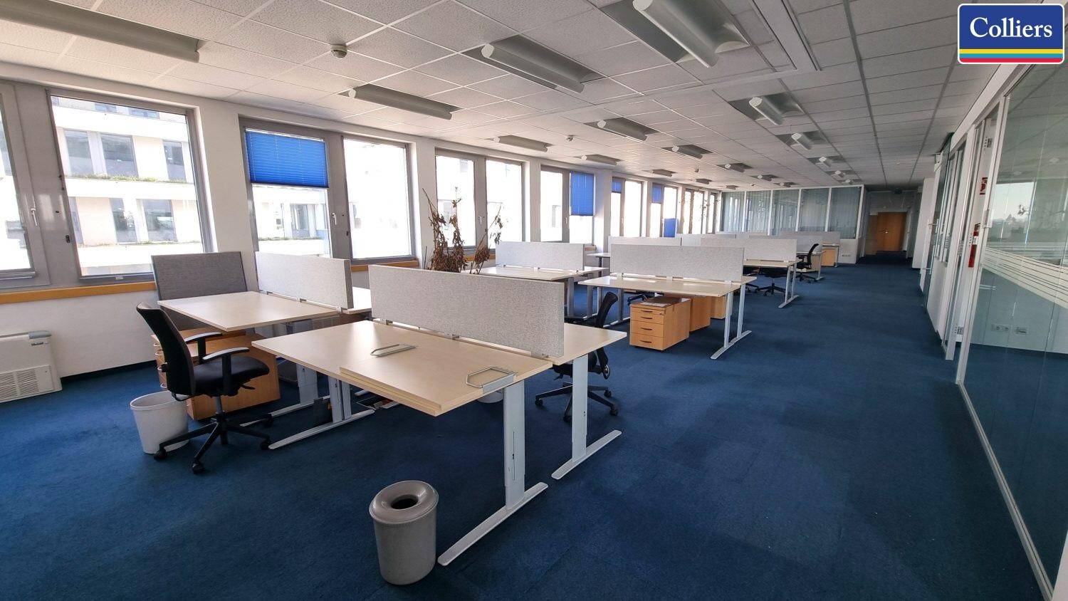 Offener Bürobereich mit mehreren Arbeitsplätzen, blauer Teppichboden und großen Fenstern für Tageslicht.