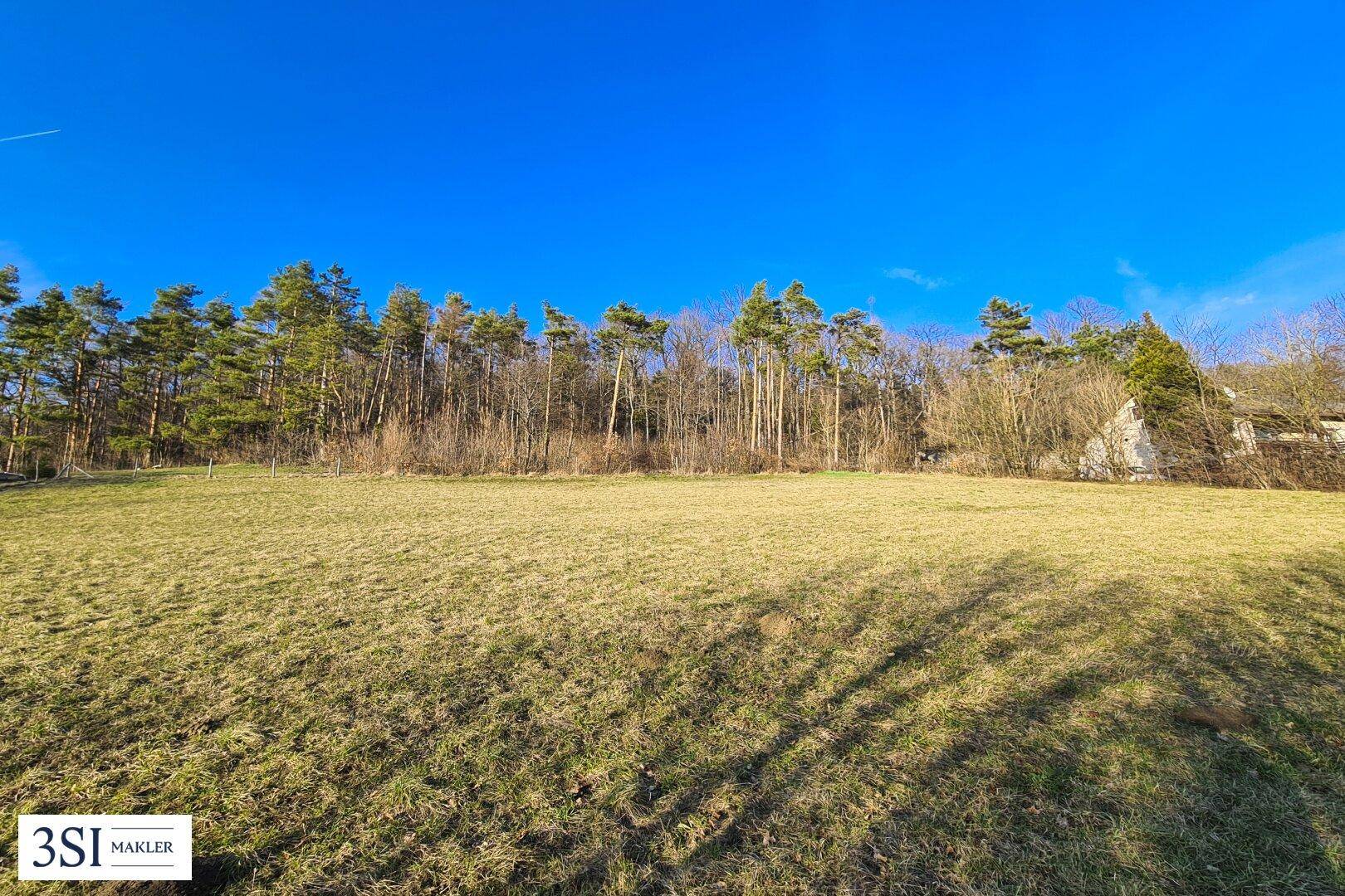 Offene Grünfläche mit Blick auf eine Baumreihe und den blauen Himmel.