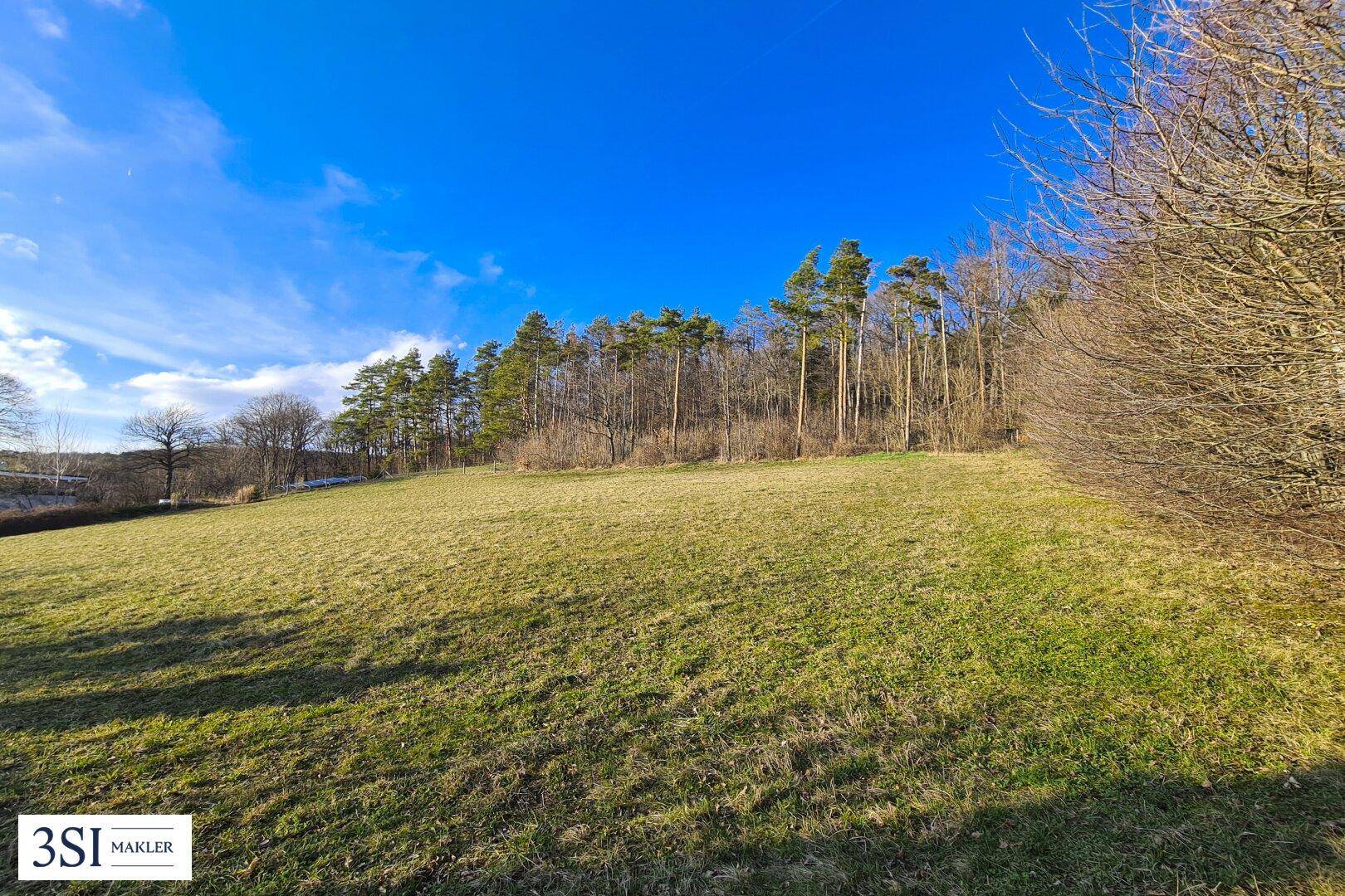 Weitläufige Grünfläche grenzt an einen dichten Wald unter strahlend blauem Himmel.