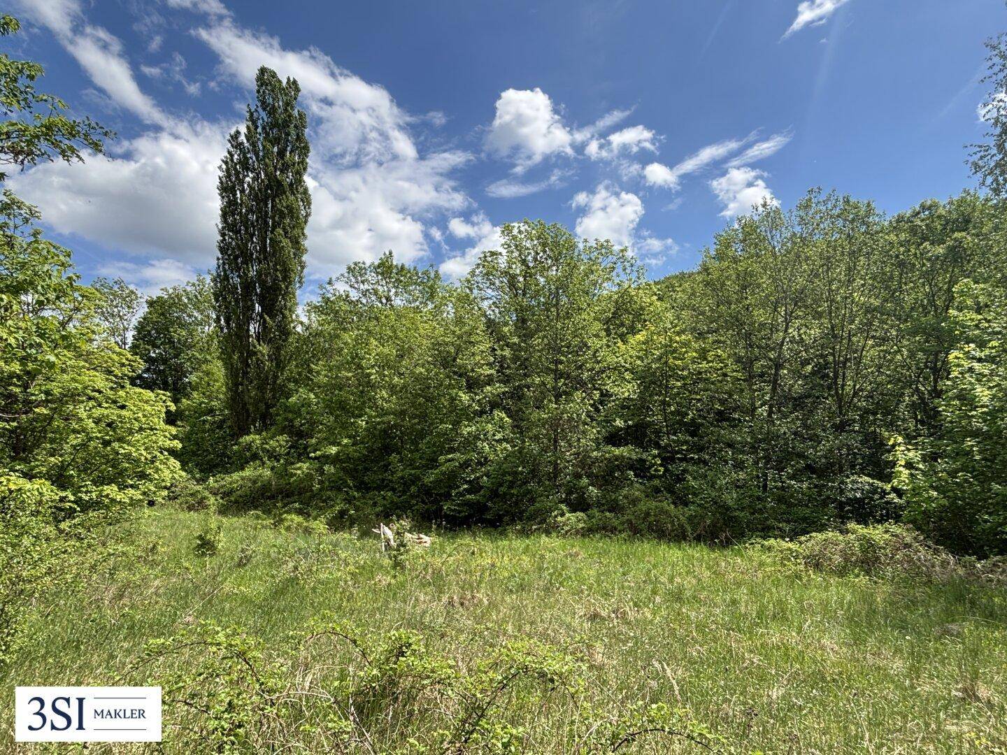 Weitläufiges grünes Grundstück mit hohen Bäumen unter strahlend blauem Himmel.
