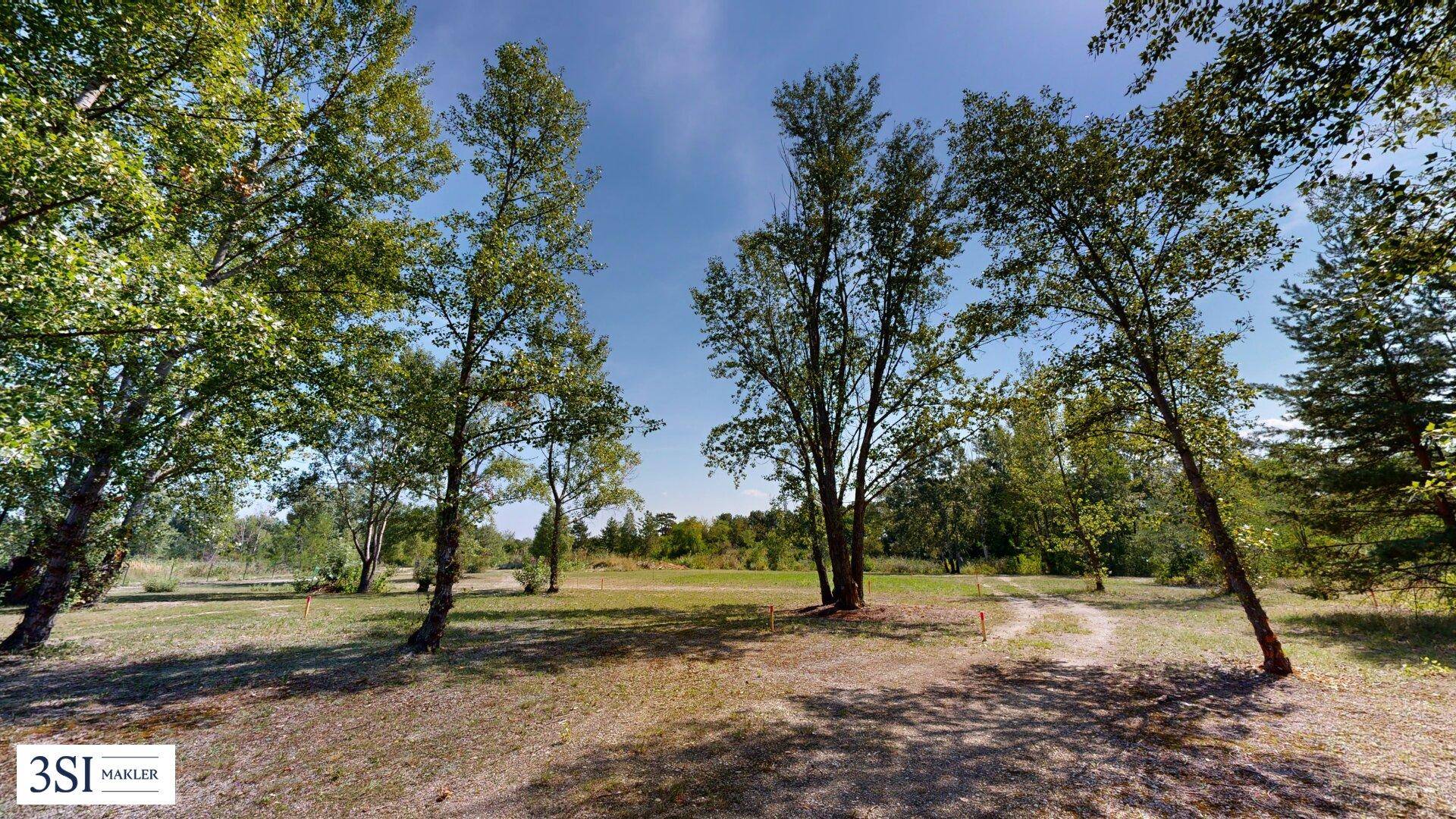 Offene Grünfläche mit hohen Bäumen und einem unbefestigten Weg unter blauem Himmel.