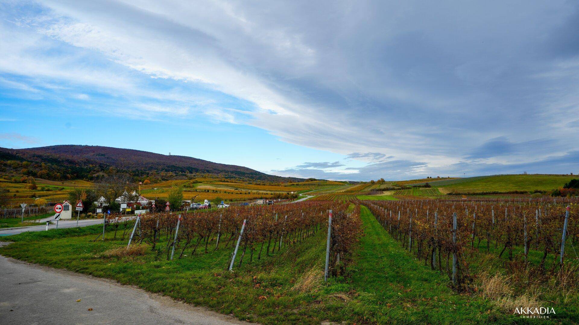 Weitläufige Weinberge unter einem bewölkten Himmel mit Hügeln im Hintergrund.