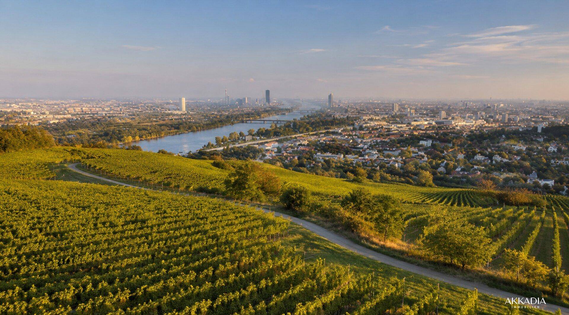 Panoramablick über Weinberge, die Donau und die Skyline der Stadt Wien.