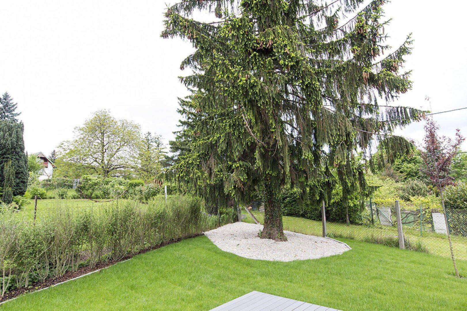 Gepflegter Gartenbereich mit großem Nadelbaum, Rasenfläche und üppiger Bepflanzung.