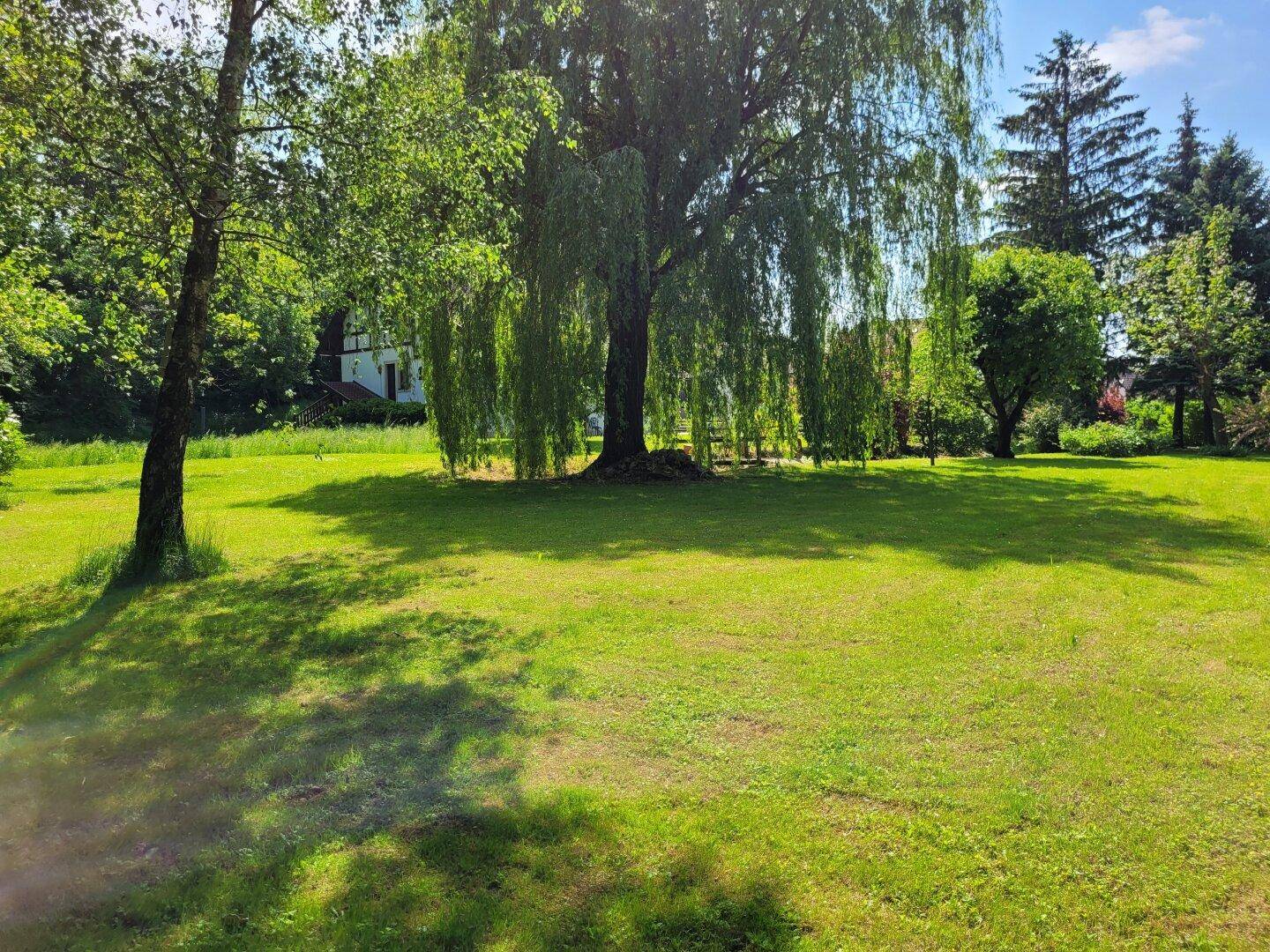Große Rasenfläche im Garten mit einem imposanten Trauerweidenbaum.