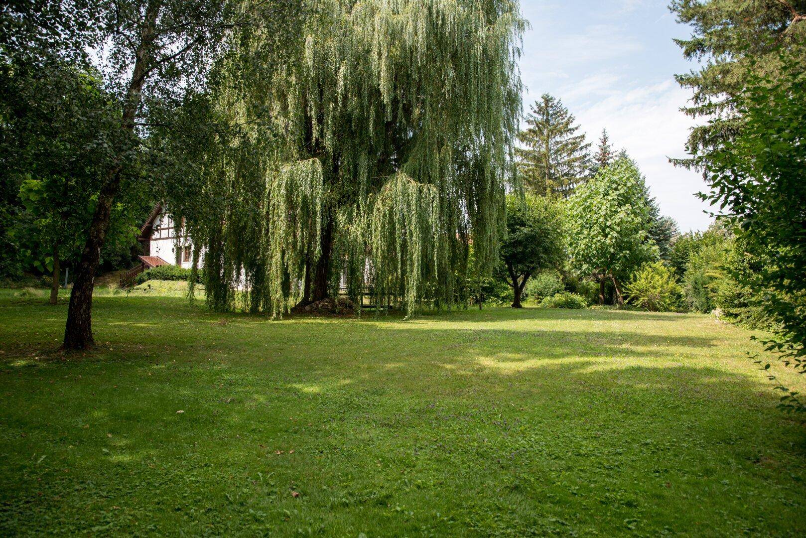 Großer, gepflegter Rasen mit einer imposanten Trauerweide und viel Grünfläche.