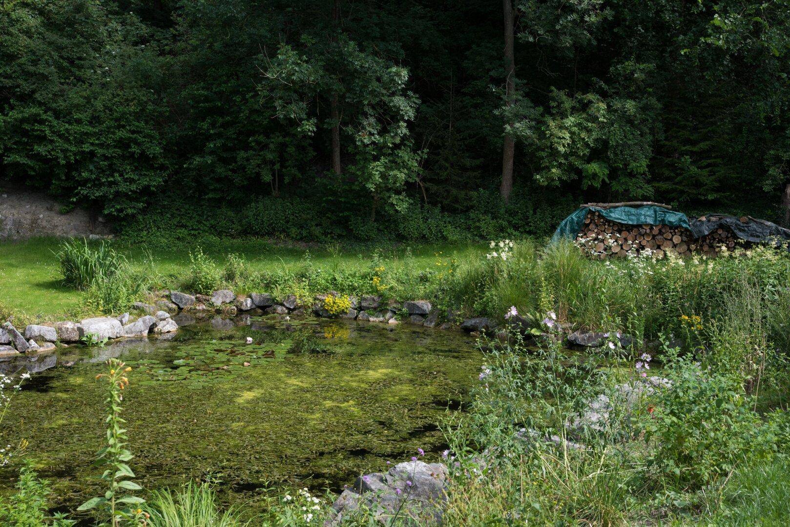 Natürlicher Teichbereich mit üppiger Vegetation und einem Holzstapel im Hintergrund.
