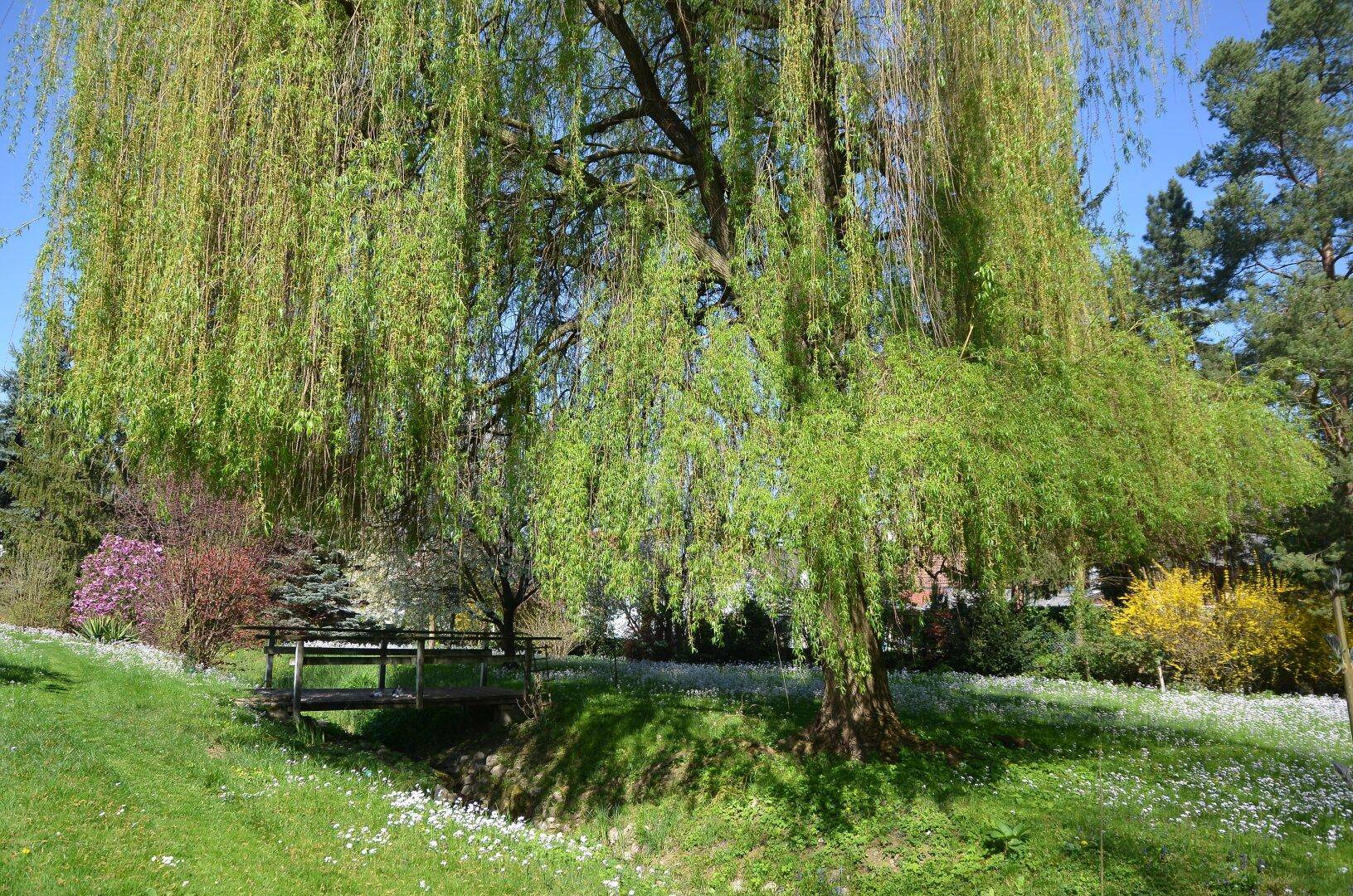 Majestätische Trauerweide in einem weitläufigen Garten mit einem kleinen Holzsteg über einem Bach.