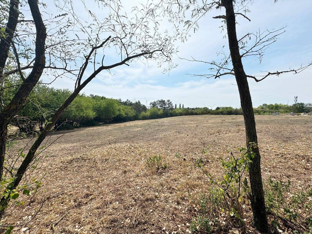 Trockenes Feld, eingerahmt von Baumästen im Vordergrund, mit weiterer Vegetation in der Ferne.