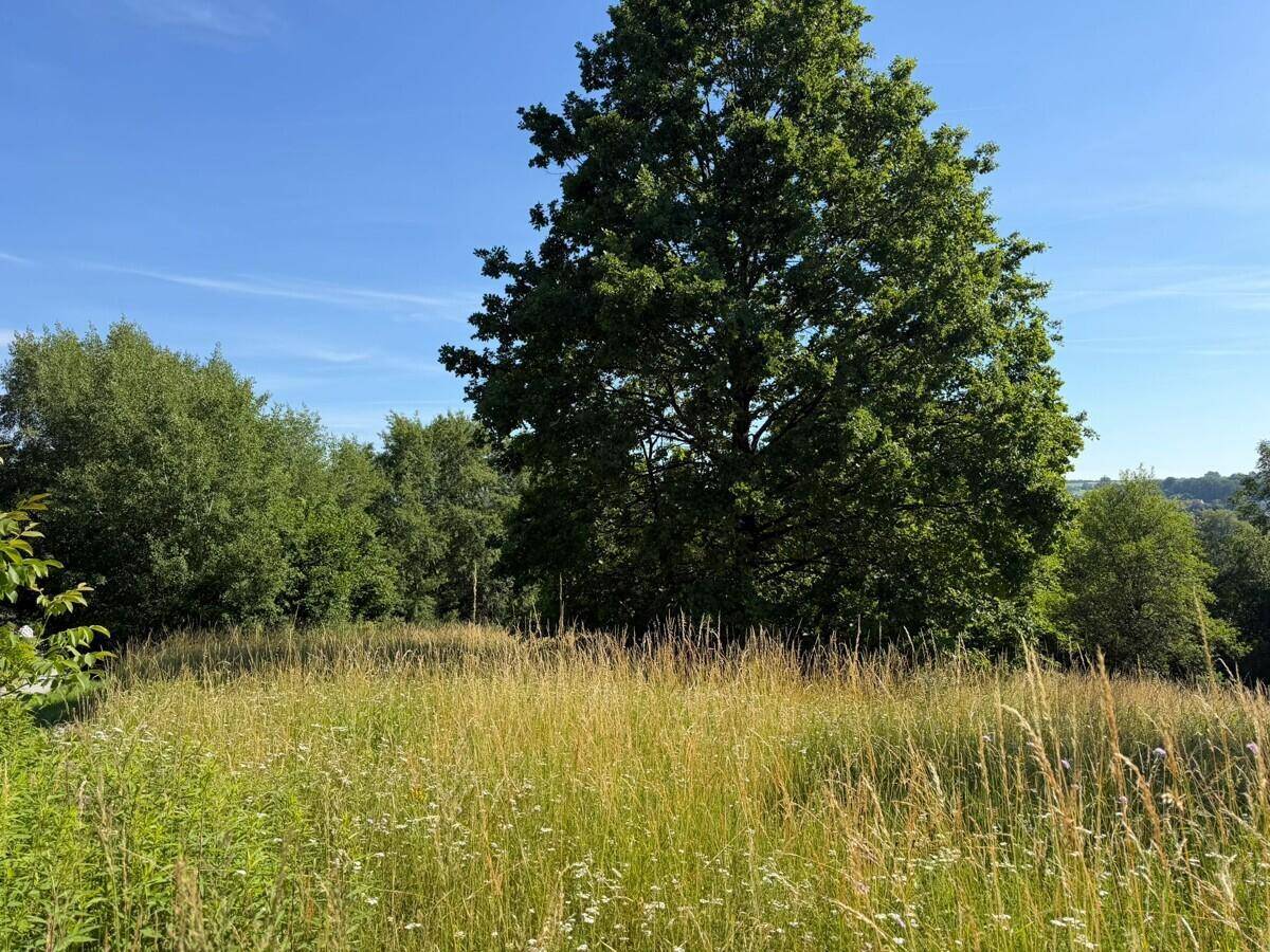 Idyllische Wiese mit einem großen, alten Baum im Vordergrund und weiteren Bäumen am Horizont.