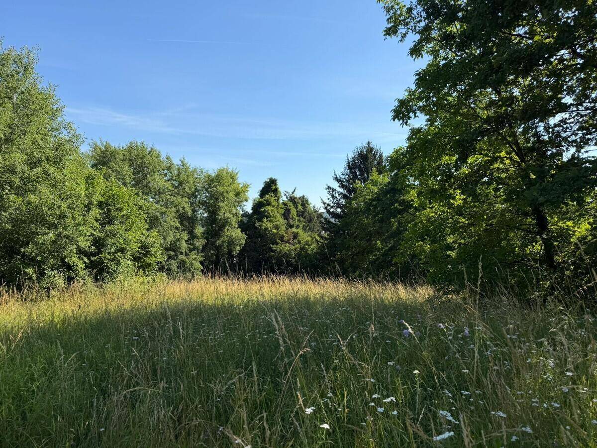 Sonnige Naturlandschaft mit hohen Gräsern und dichtem Baumbestand im Hintergrund unter klarem Himmel.