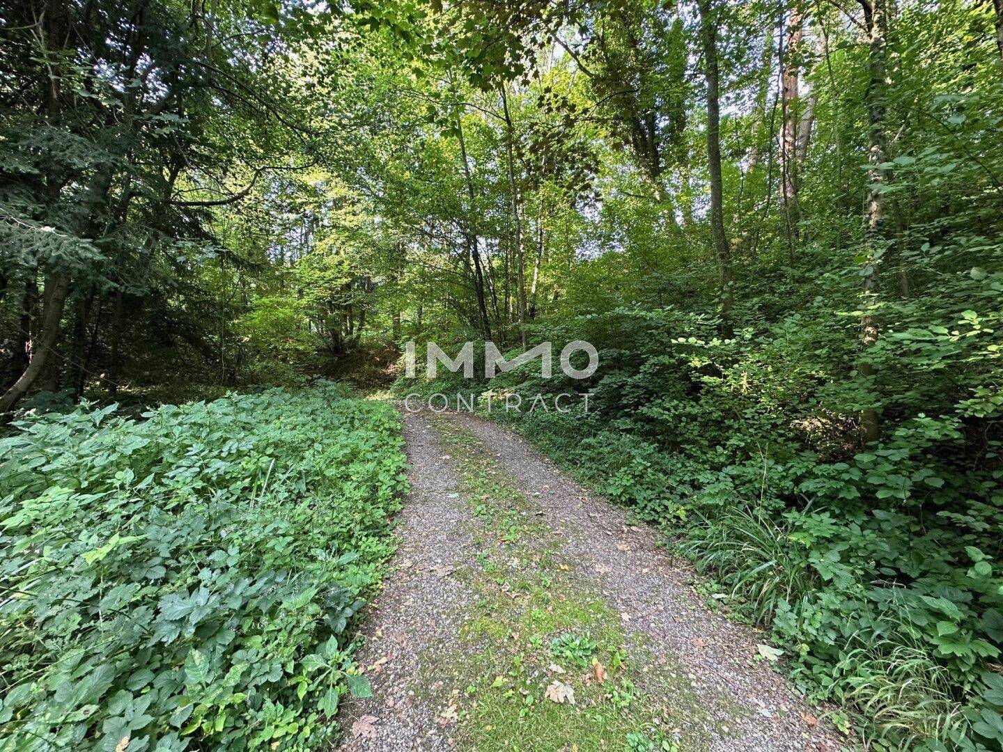 Schotterweg führt tief in einen dichten, grünen Wald mit üppiger Vegetation.