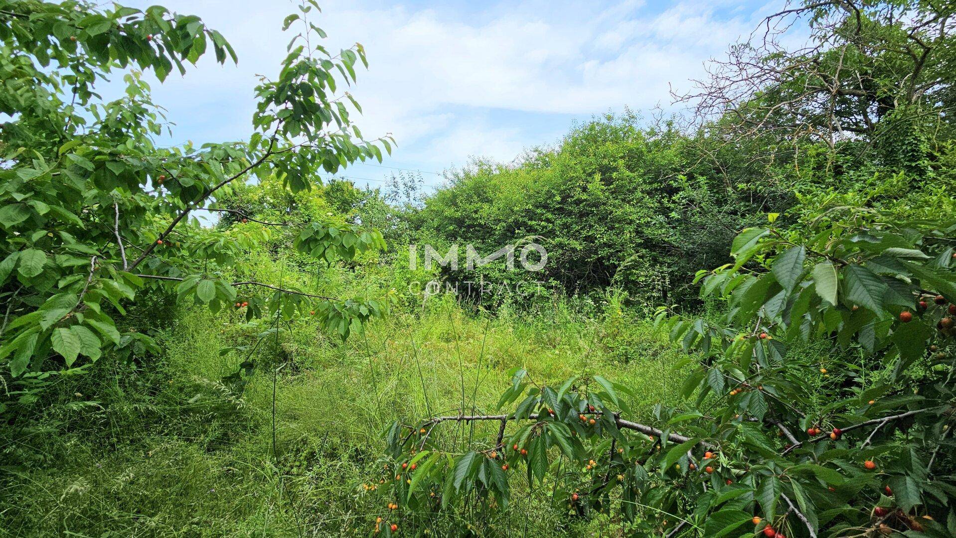 Dichter Bewuchs und Obstbäume prägen den verwilderten Gartenbereich mit viel Grün.