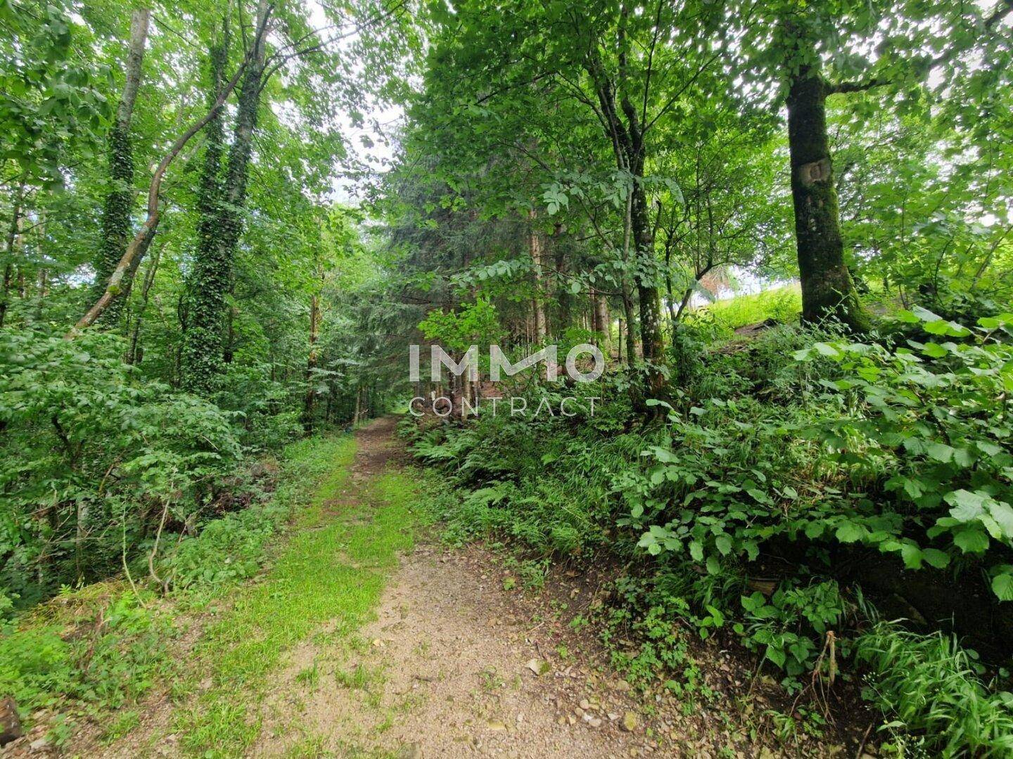 Waldweg umgeben von dichtem Grün und hohen Bäumen, ideal für Spaziergänge.