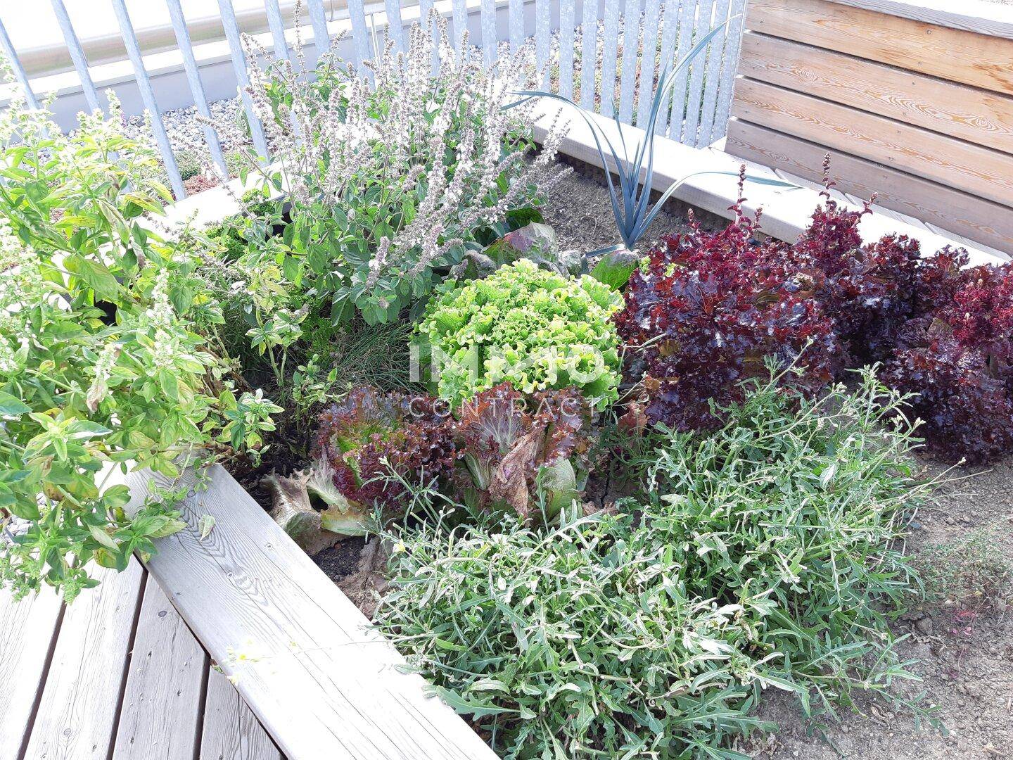 Hochbeet mit verschiedenen Kräutern und Salaten, ideal für den Anbau eigener Lebensmittel.