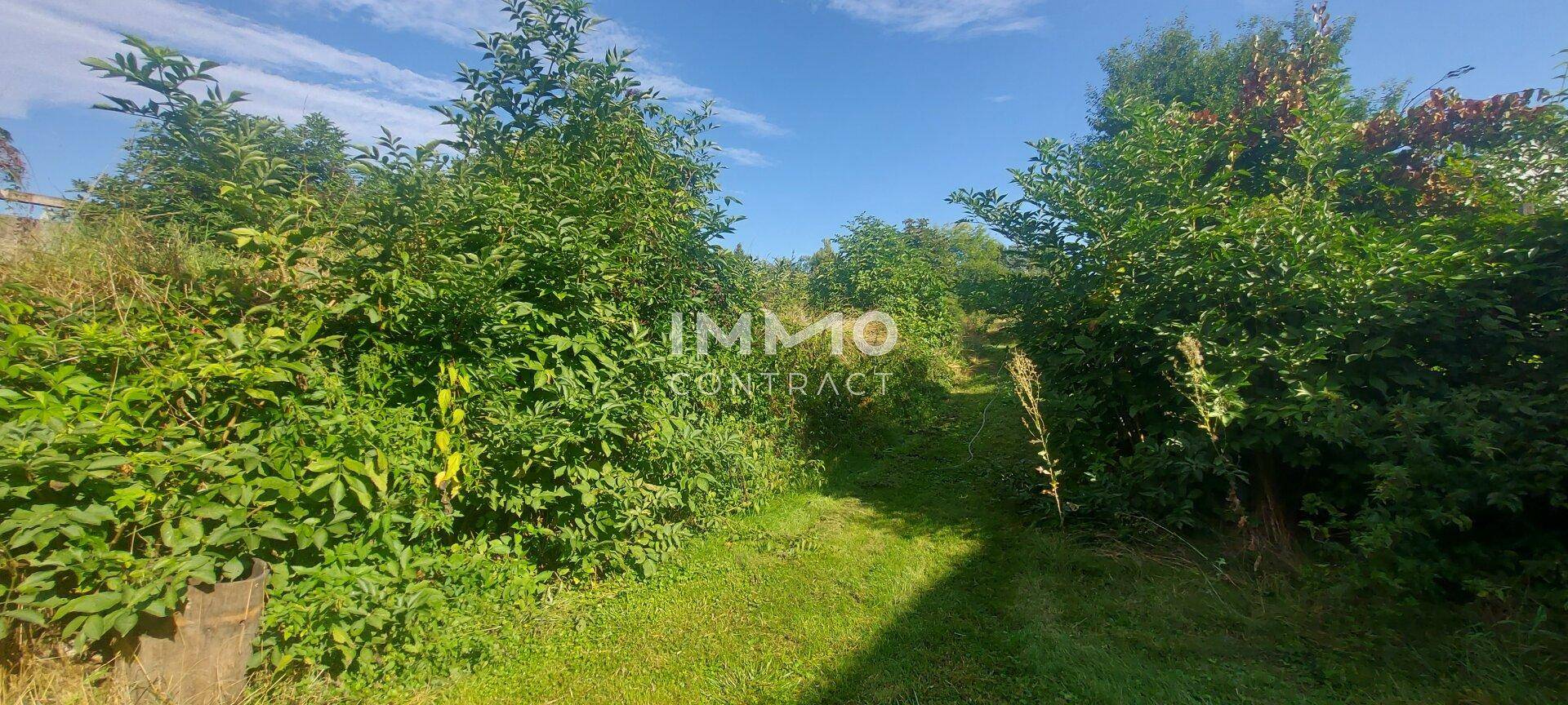 Grüner Gartenweg umgeben von dichtem Bewuchs und hohen Bäumen unter blauem Himmel.