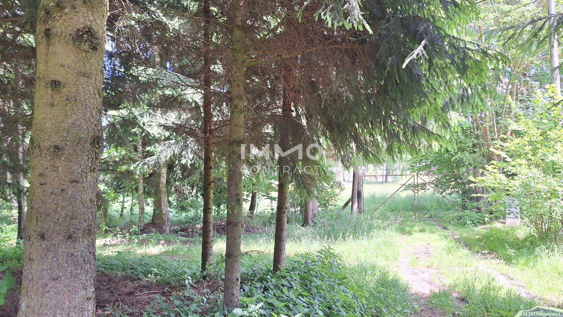 Dichter Waldweg mit hohen Bäumen und üppigem Grün, der zu einem offenen Bereich führt.