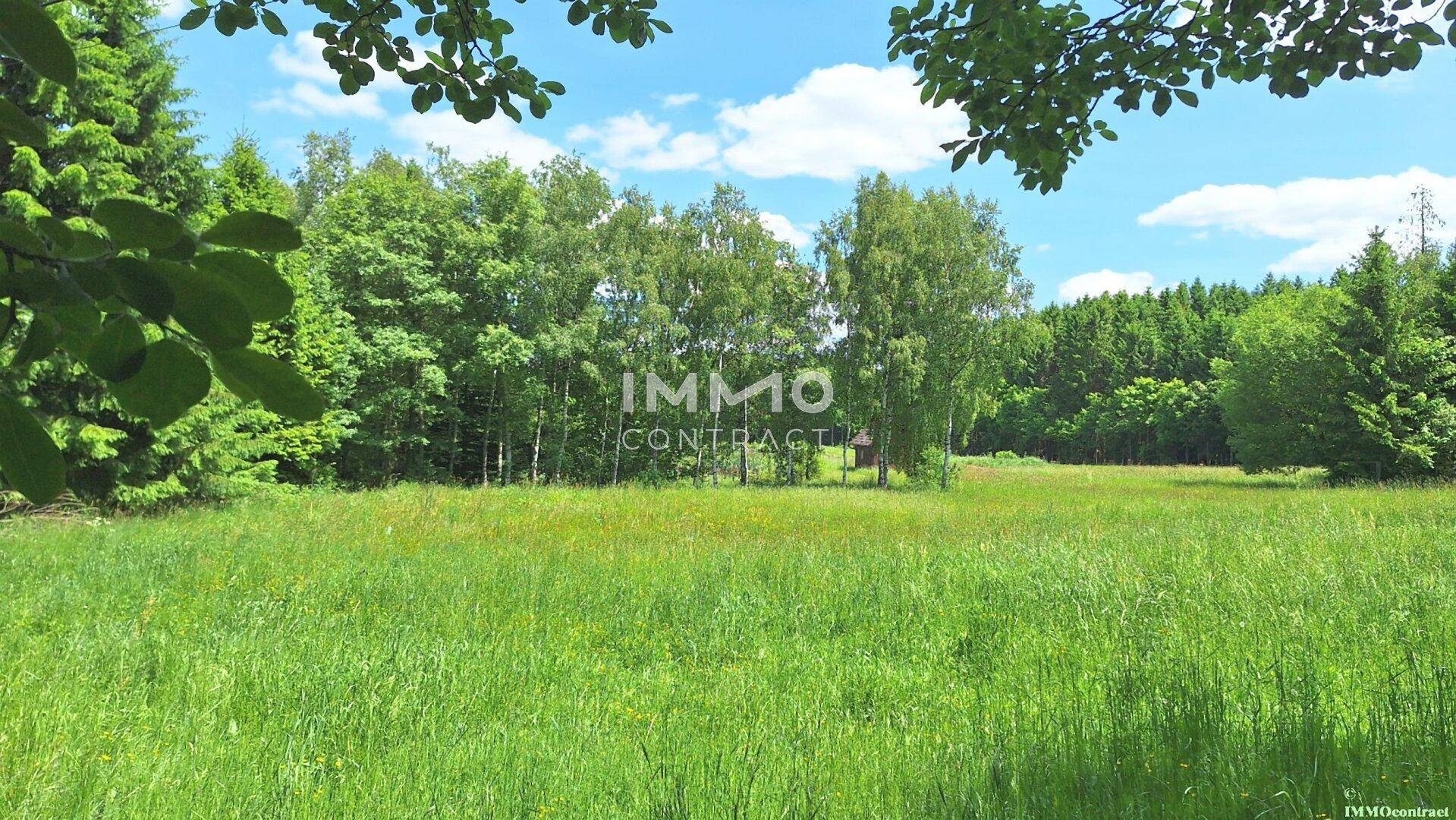Weitläufige grüne Wiese mit vereinzelten Bäumen und einem strahlend blauen Himmel mit Wolken.