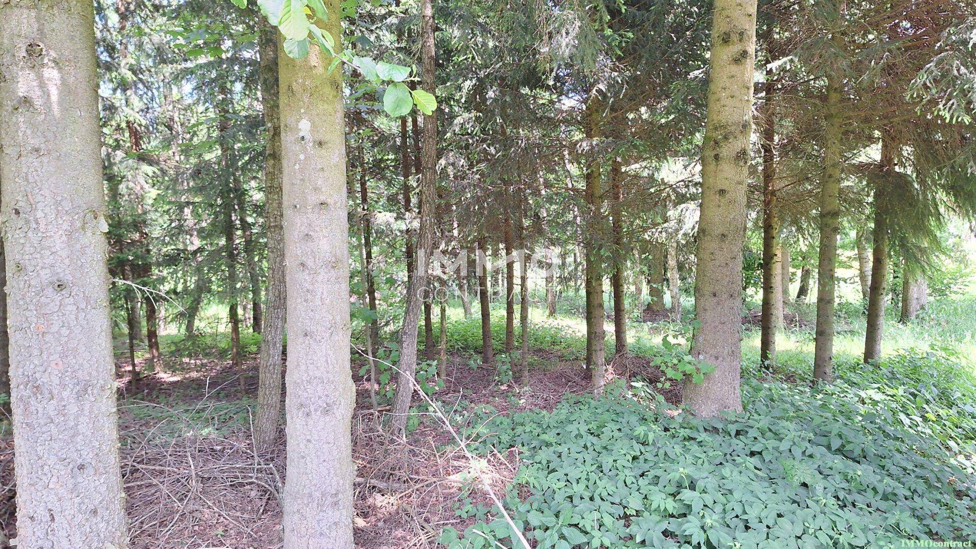 Dichter Wald mit vielen Bäumen und Unterholz, das Sonnenlicht fällt durch die Blätter.