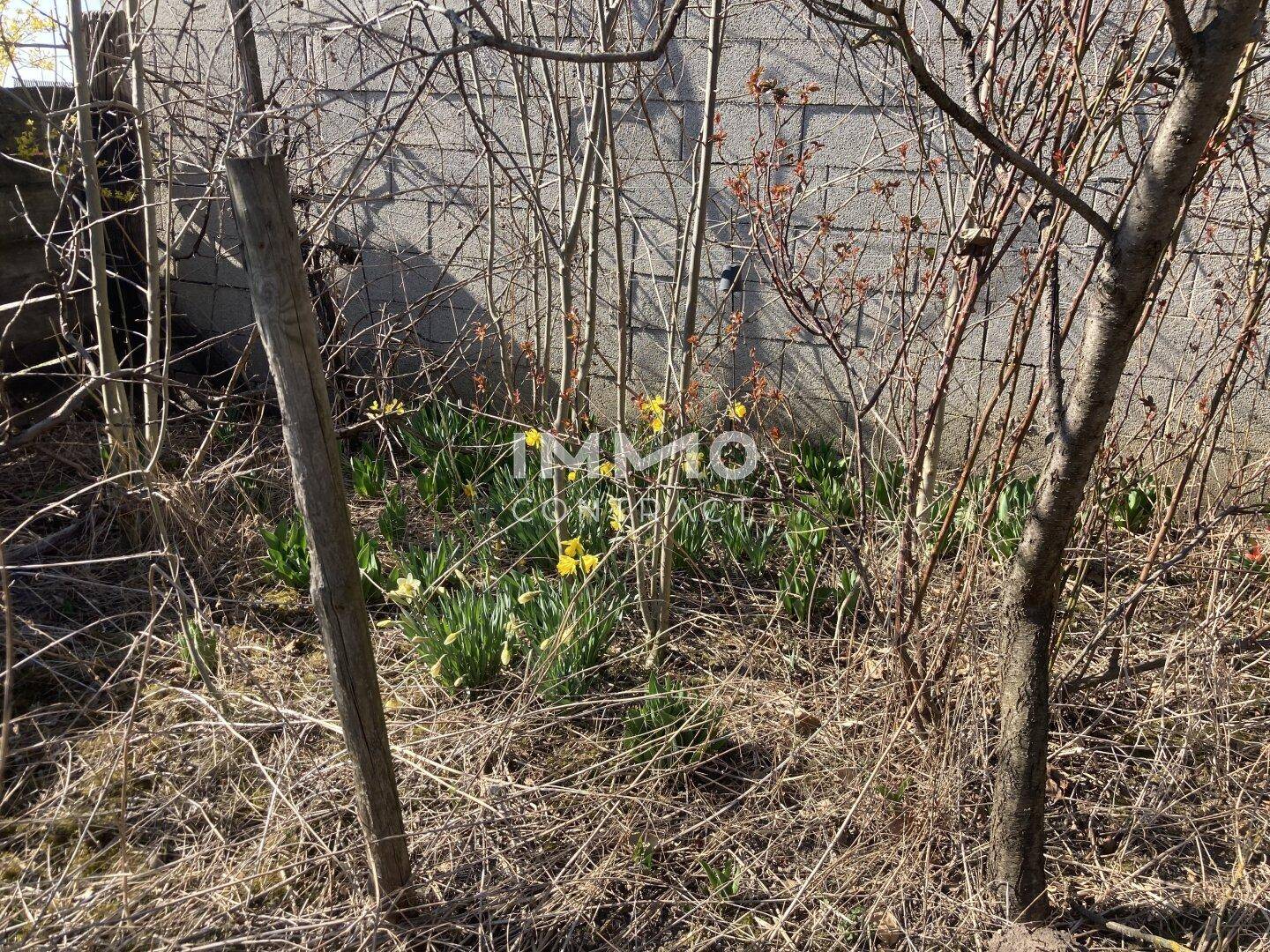 Kleines Gartenbeet mit blühenden Narzissen vor einer Betonmauer.