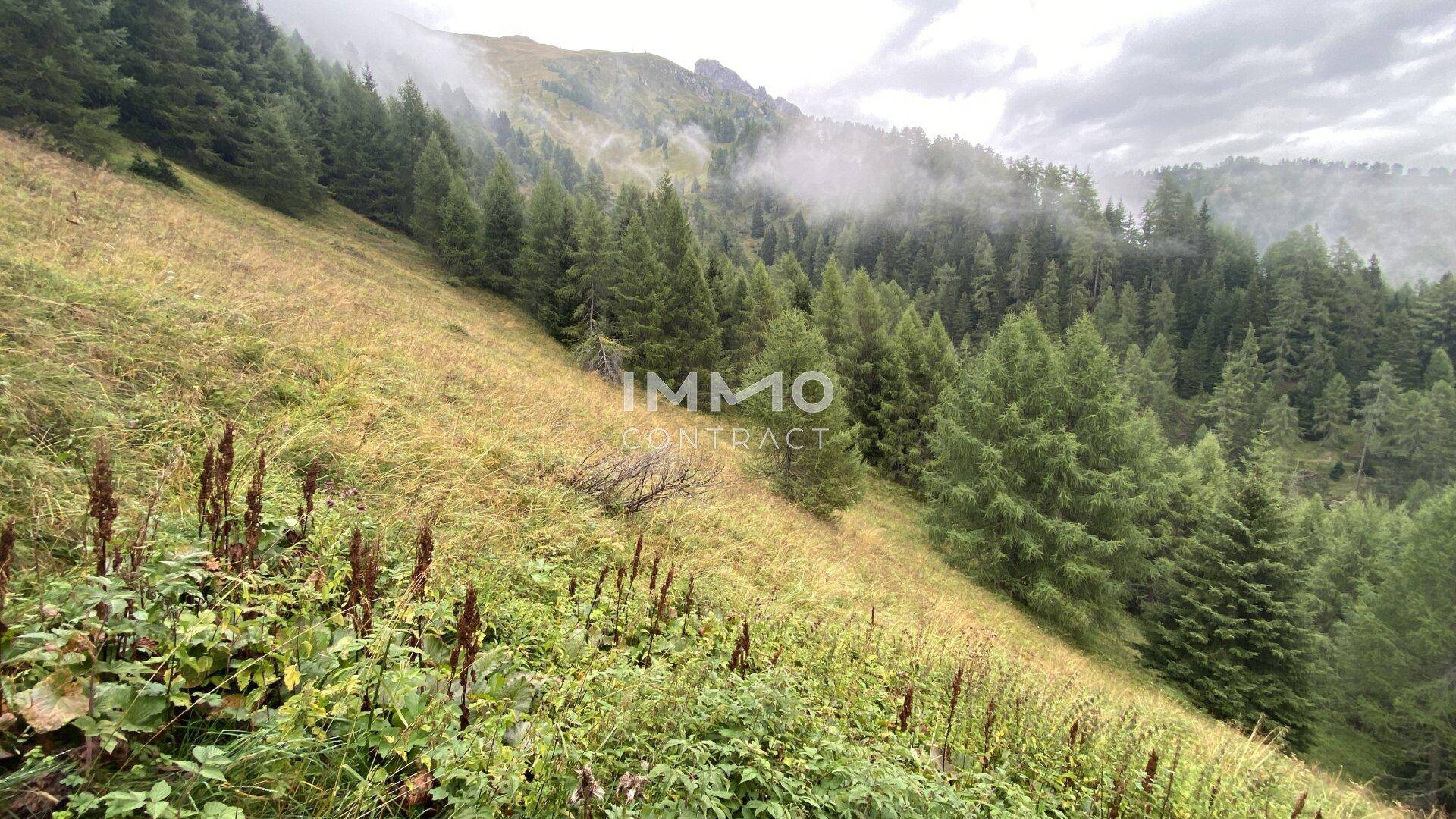 Steiler Berghang mit üppiger Vegetation und nebelverhangenen Wäldern im Hintergrund.