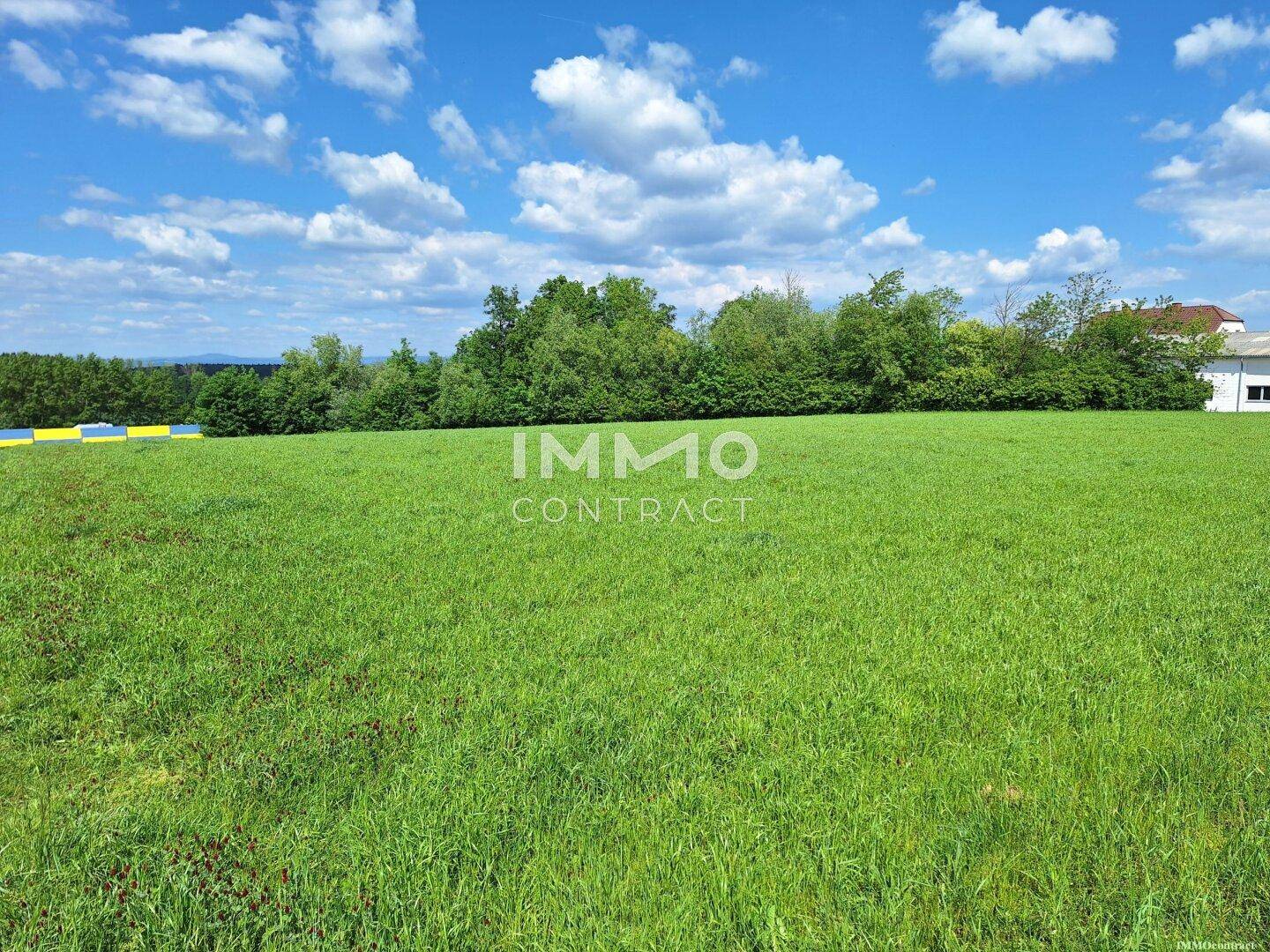 Großes, offenes Feld mit saftigem Grün und Bäumen im Hintergrund unter einem strahlend blauen Himmel.