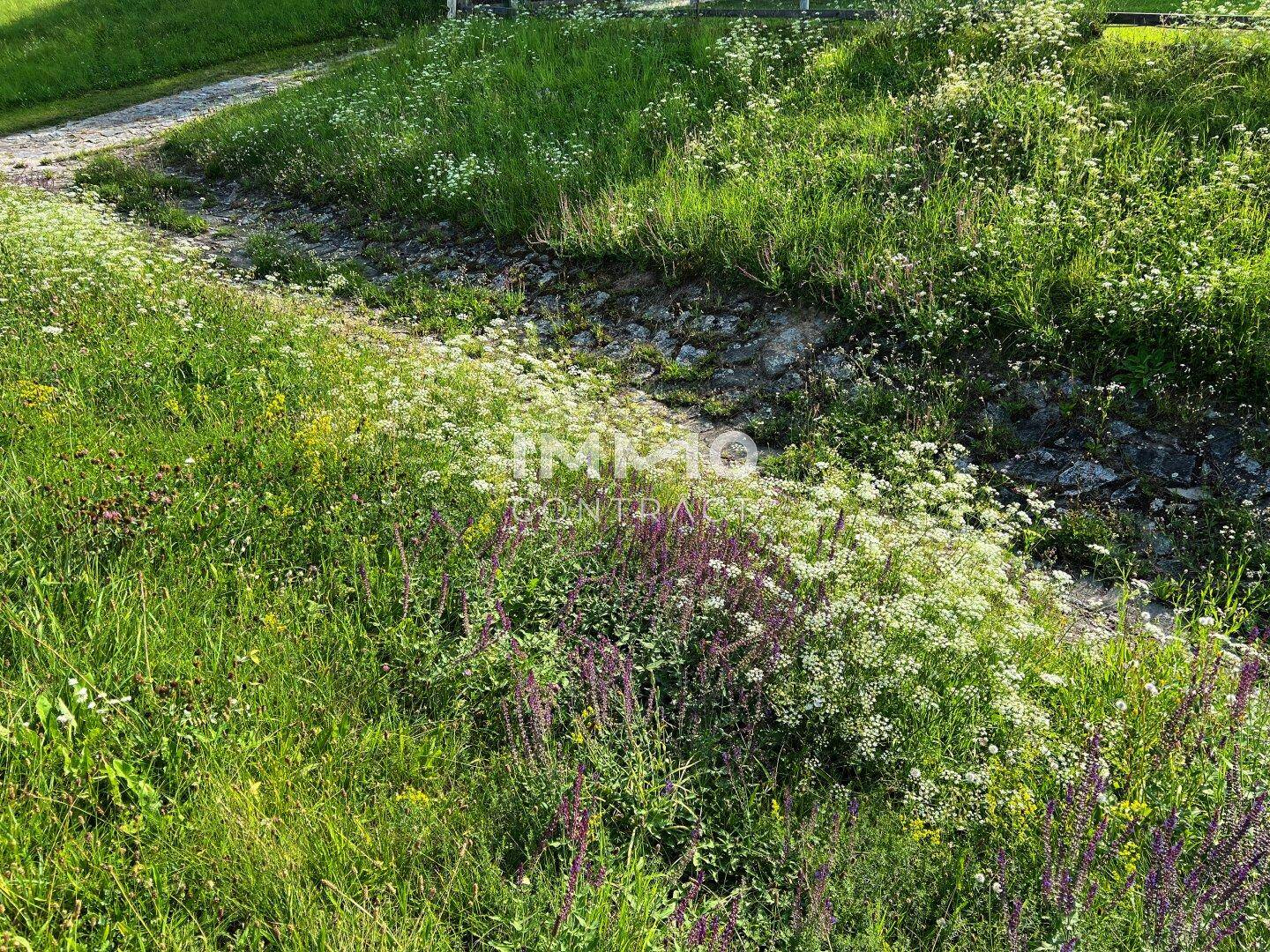 Kleiner Graben umgeben von üppigen Wildblumen und grünem Gras unter hellem Licht.