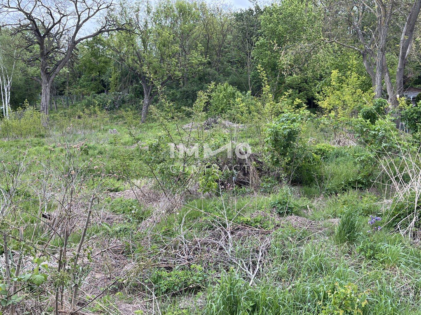 Unbebautes Grundstück mit dichter, wilder Vegetation und hohen Bäumen im Hintergrund, ideal für Naturliebhaber.