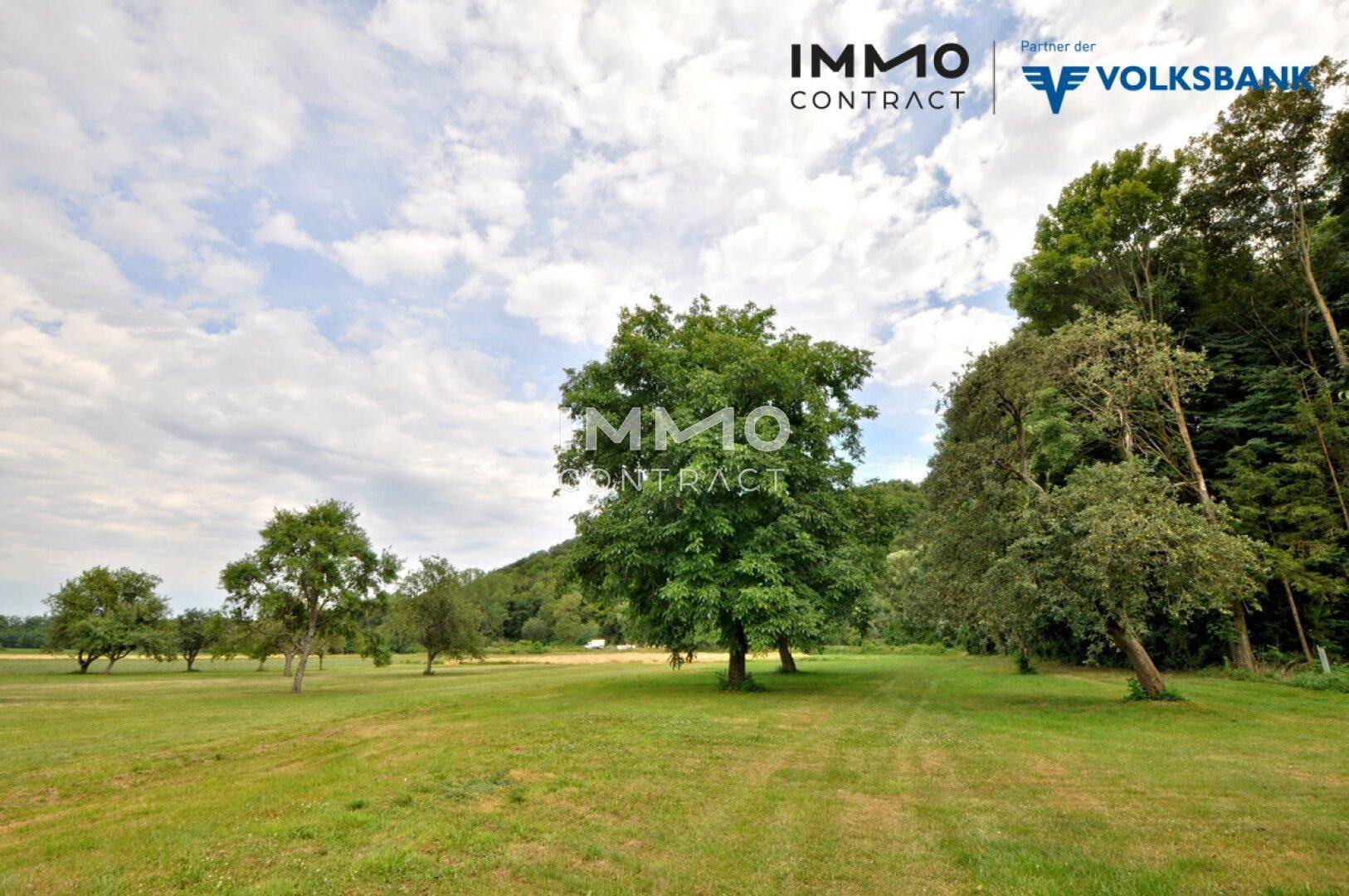 Weitläufige grüne Wiesenlandschaft mit vereinzelten Bäumen unter einem bewölkten Himmel.