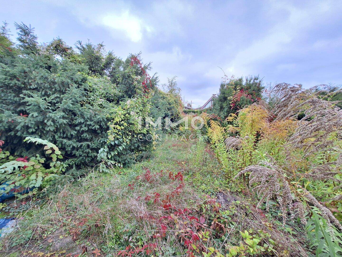 Verwachsener Gartenweg zwischen hohen Büschen und Pflanzen.