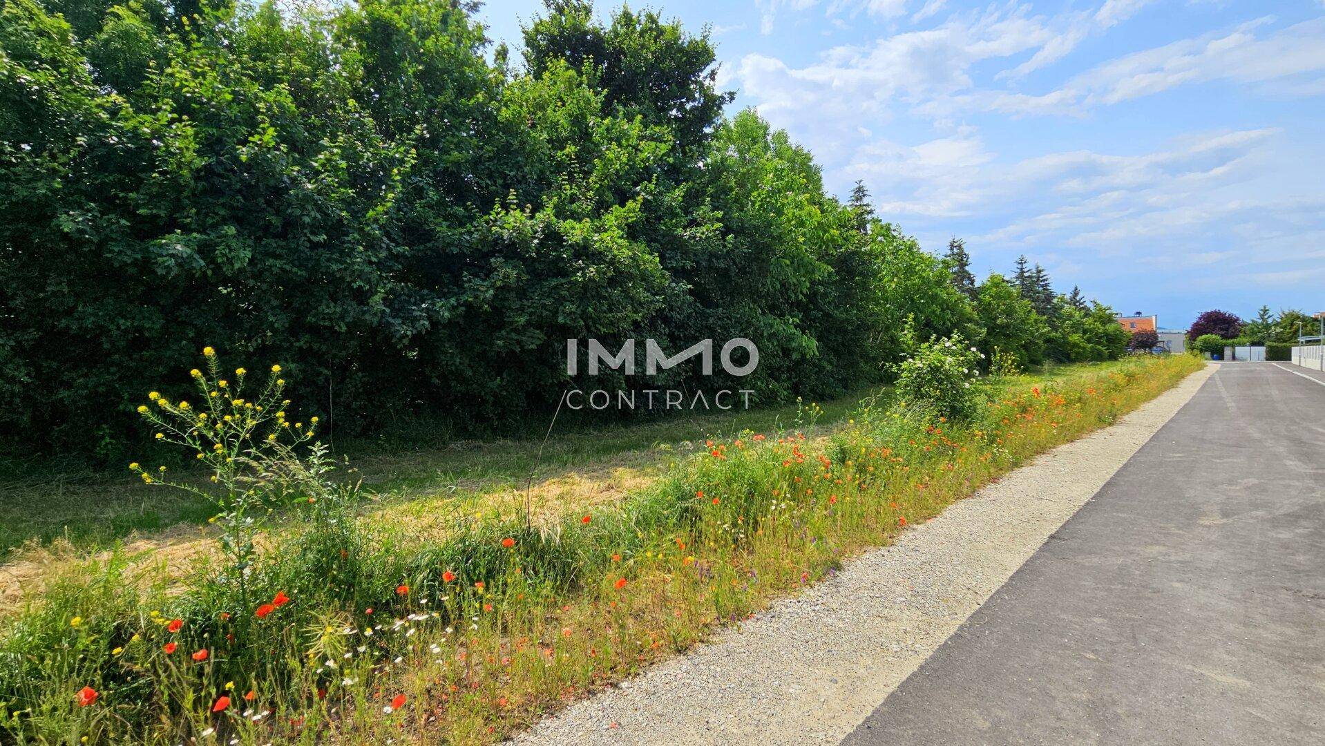 Landstraße neben einem grünen Grundstück mit Wildblumen und dichtem Baumbestand.