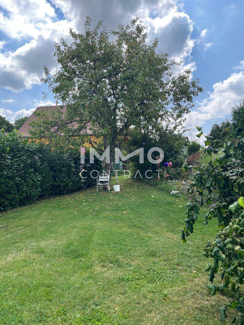 Großer, gepflegter Garten mit Rasenfläche und einem alten Baum unter blauem Himmel.
