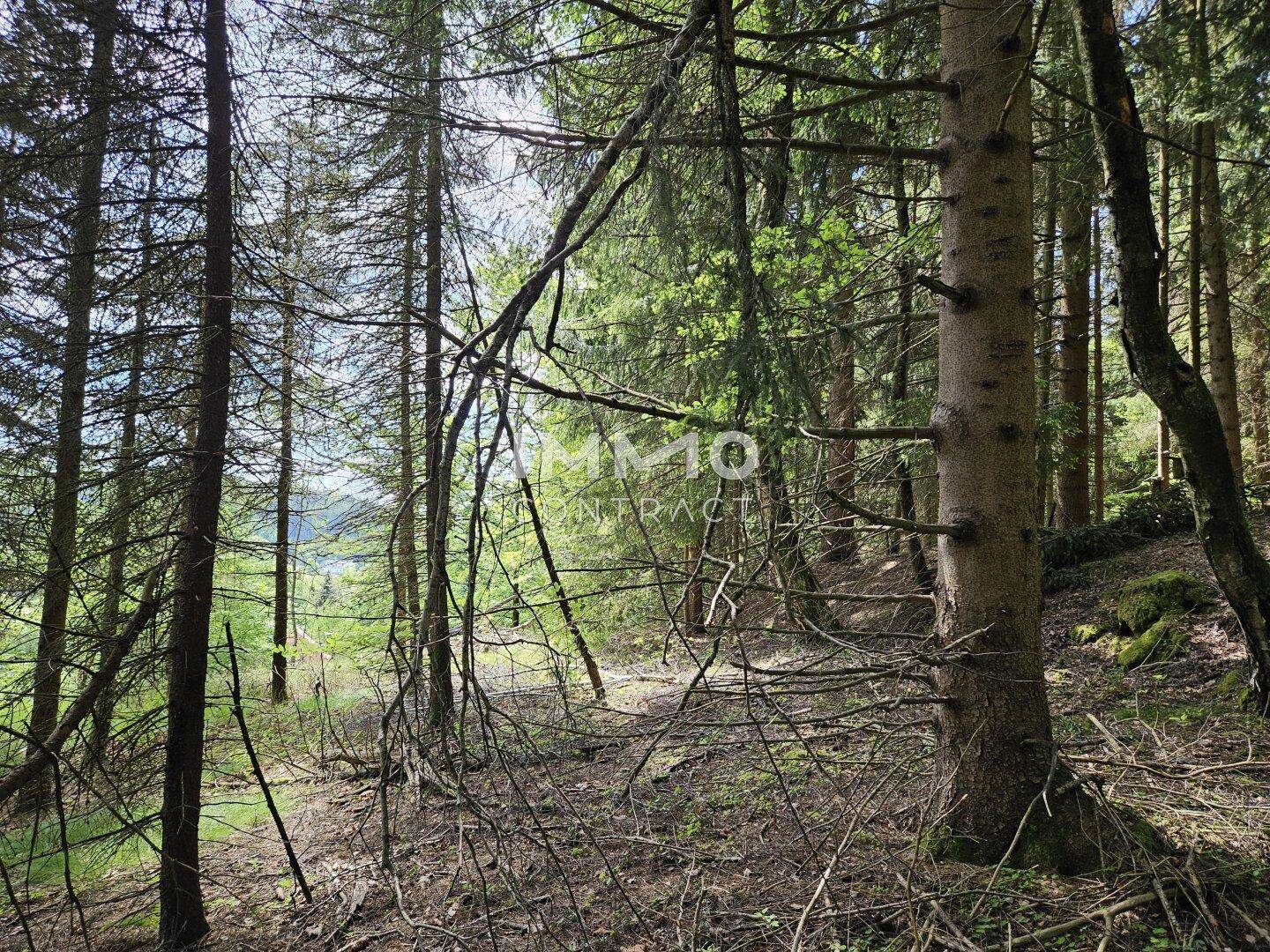 Dichter Wald mit hohen Bäumen, der die natürliche Umgebung der Immobilie zeigt.