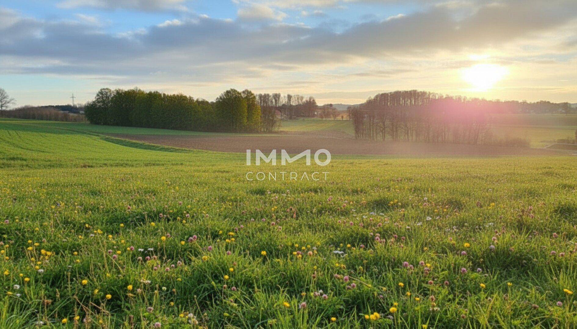 Grünes Feld mit bunten Wildblumen und Bäumen im Hintergrund bei Sonnenuntergang.