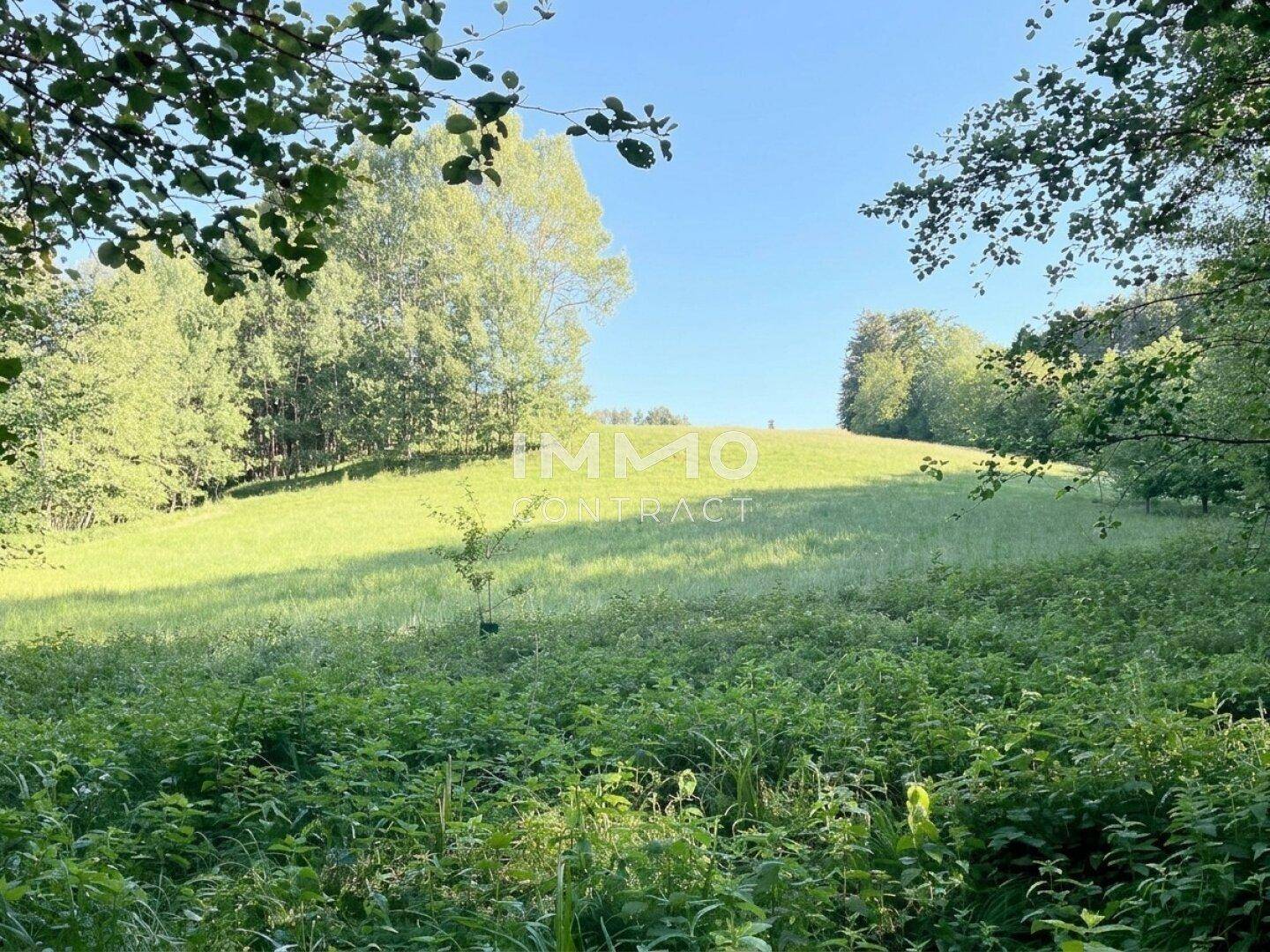 Weitläufige grüne Wiese mit sanften Hügeln und umgebenden Bäumen unter blauem Himmel.