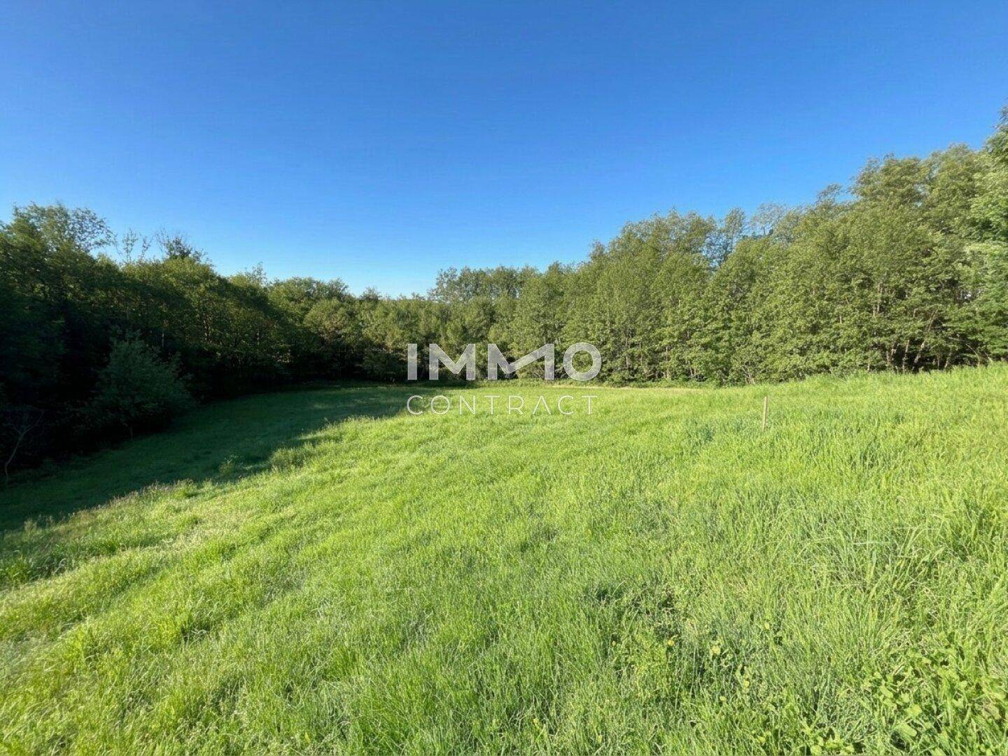 Ausgedehnte grüne Wiese mit Waldrand im Hintergrund unter klarem, blauem Himmel und Sonnenschein.