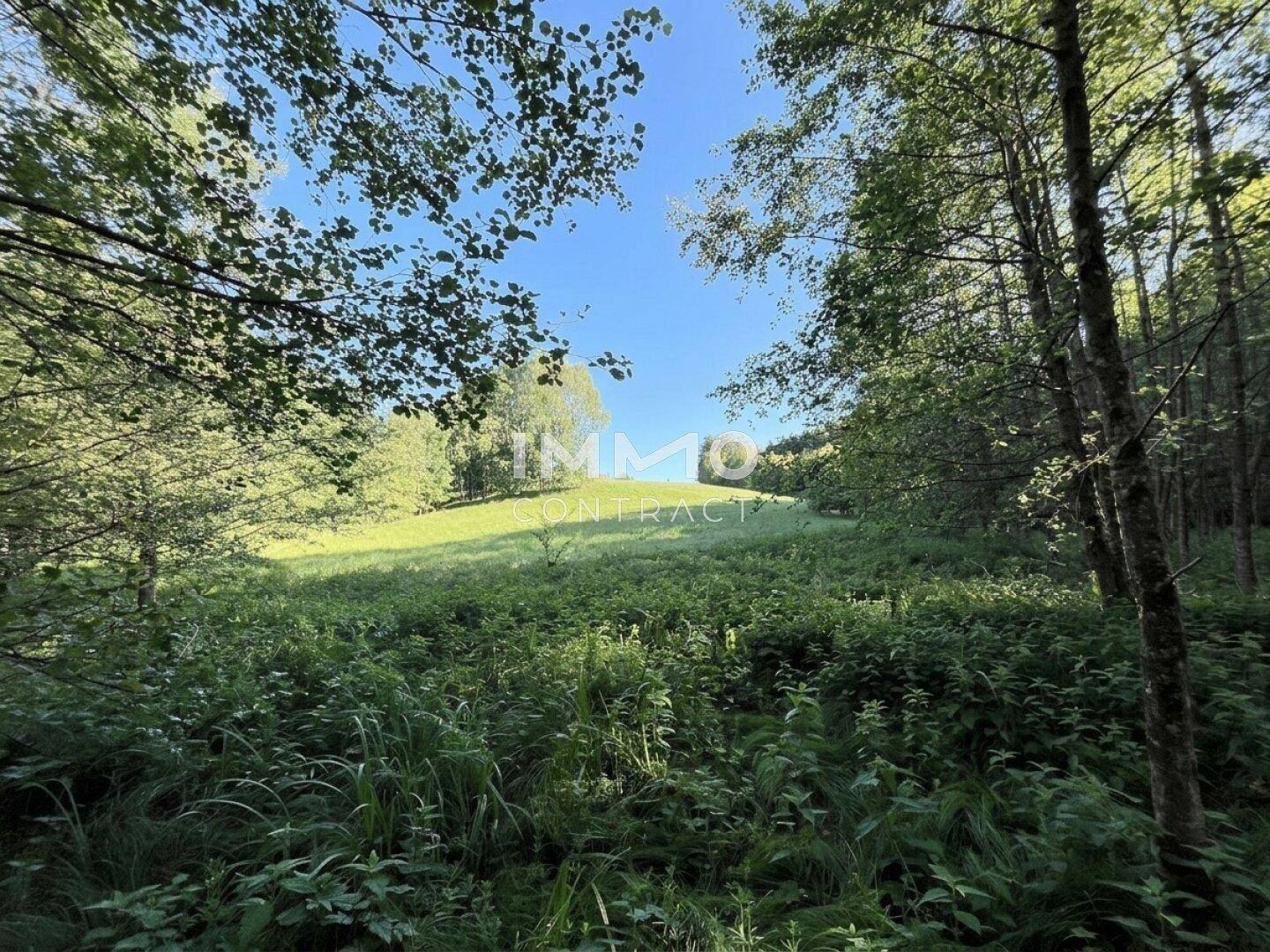 Natürliche Landschaft mit bewaldeten Hängen und sonnigen Lichtungen, ideal für entspannte Spaziergänge.