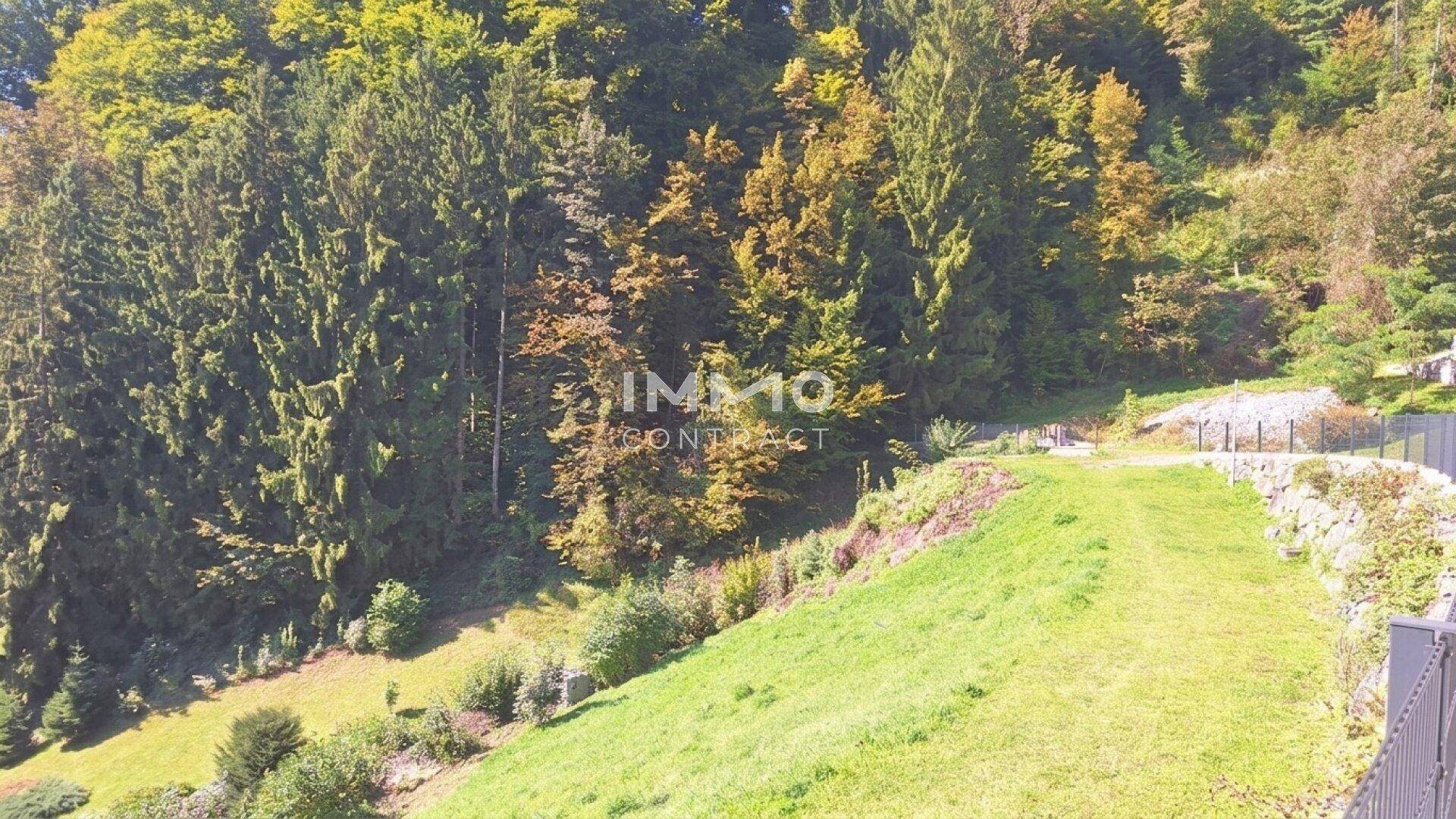 Eine grüne Wiese am Hang, begrenzt von einem Waldrand und einem unbefestigten Weg im Sonnenlicht.