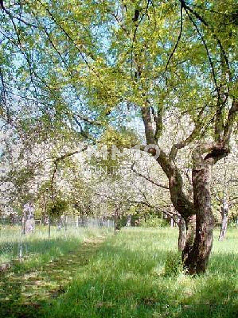 Weitläufiger Gartenbereich mit alten Bäumen und blühenden Obstbäumen im Frühling.