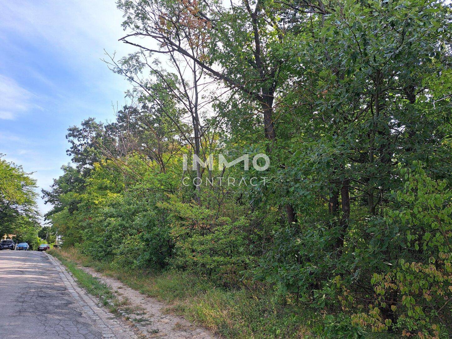 Grüne Umgebung mit Bäumen entlang einer ruhigen Straße in der Natur.