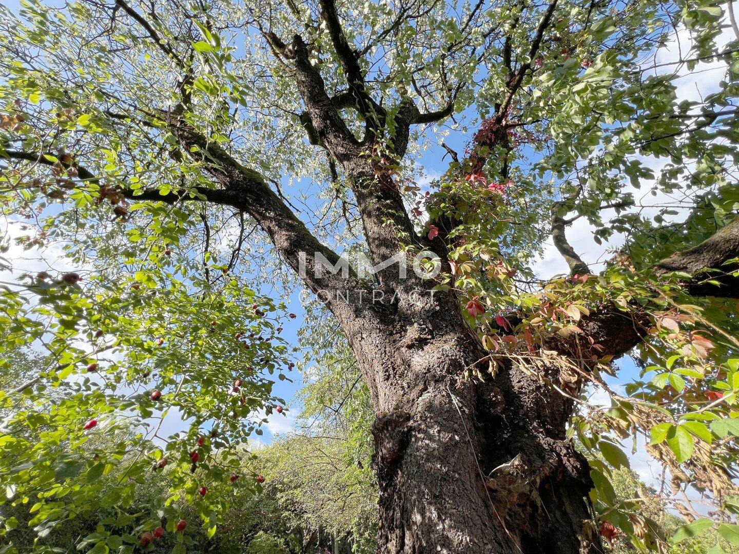 Majestätischer alter Baum mit üppigem Laub und roten Früchten unter blauem Himmel.